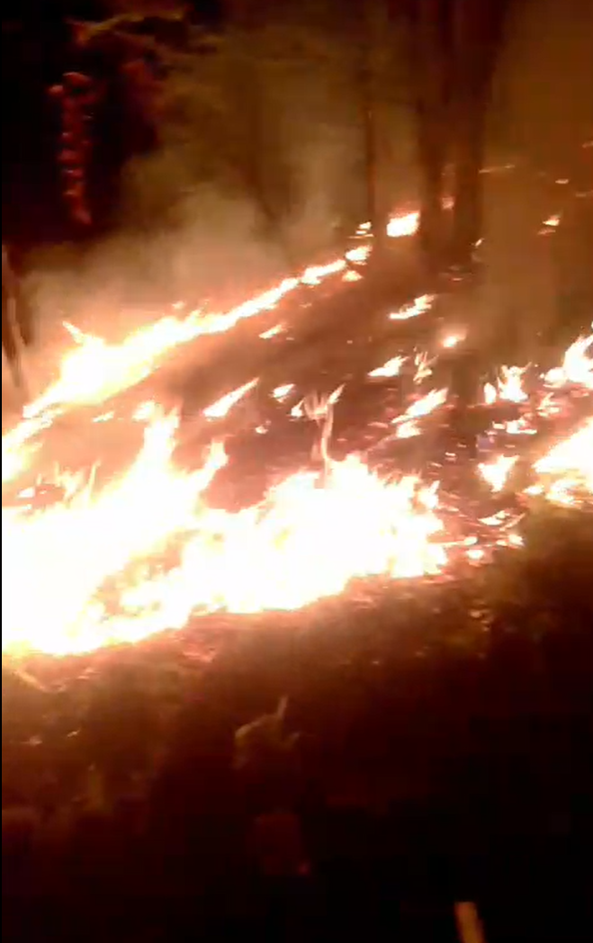 Incendiu de pădure în satul Valea Arsului, comuna Crișcior