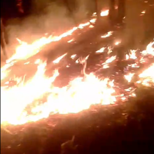 Incendiu de pădure în satul Valea Arsului, comuna Crișcior