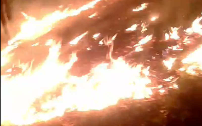 Incendiu de pădure în satul Valea Arsului, comuna Crișcior